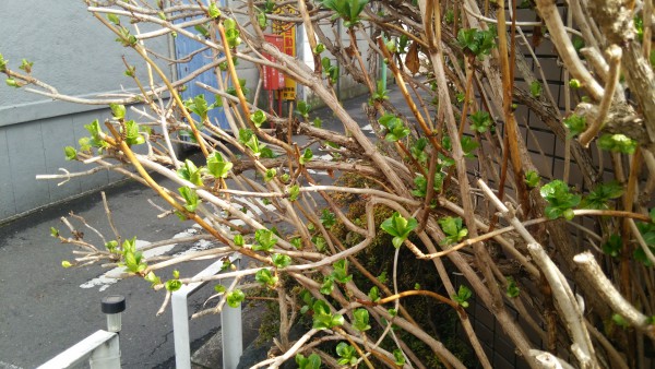 最新情報 中野区中野地域包括支援センター 福祉 介護 支援 社会福祉法人 奉優会 ほうゆうかい