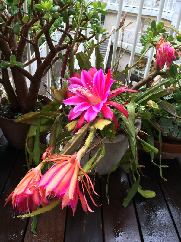 最新情報 港区立高輪いきいきプラザ 福祉 介護 支援 社会福祉法人 奉優会 ほうゆうかい